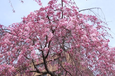 京都地方裁判所の枝垂れ桜 五分咲き