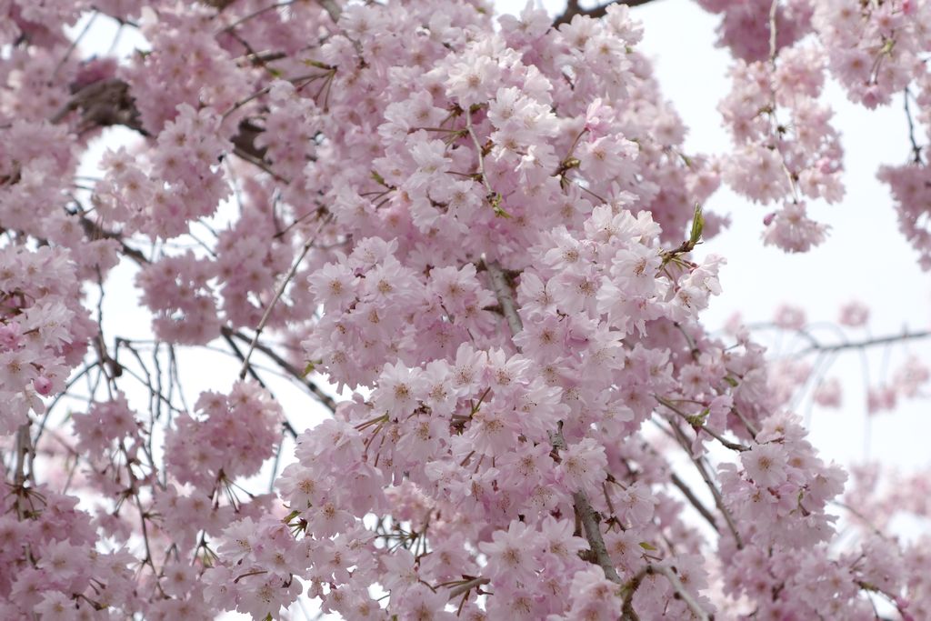京都地方裁判所の枝垂れ桜
