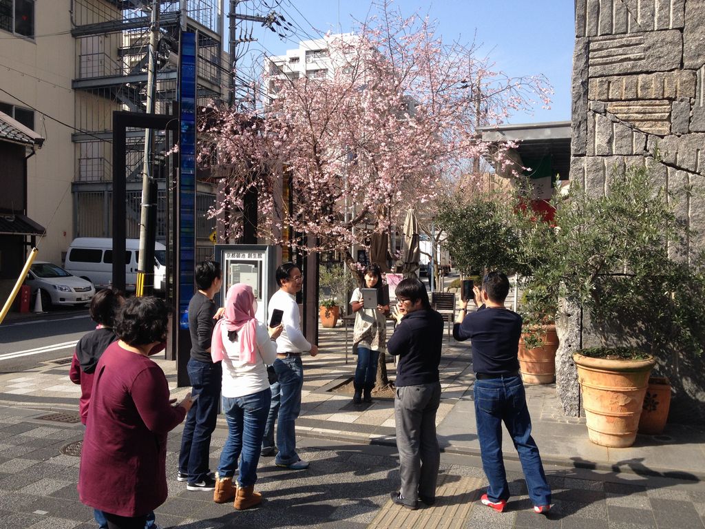 御池桜と観光客