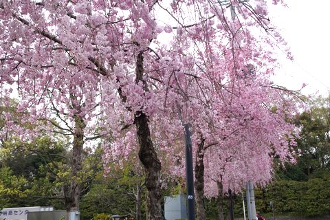 京都地方裁判所のしだれ桜