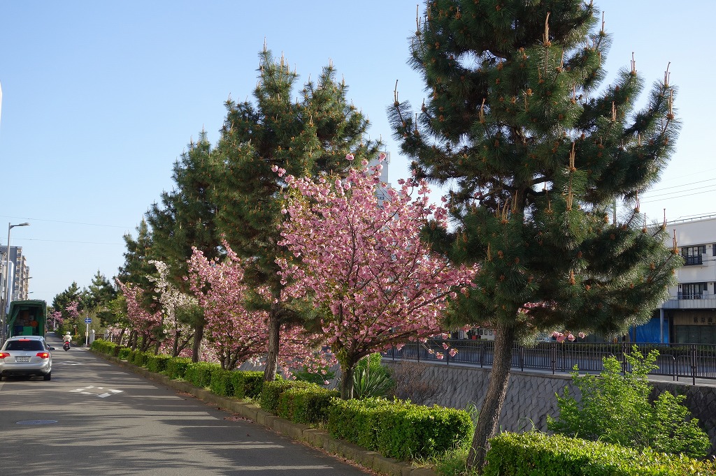 京都　堀川　八重桜と松